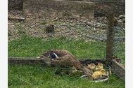 Urlaub Ferienwohnung Fewo Engelhirsch