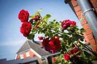 Urlaub St. Peter-Ording Ferienhaus 114465 privat