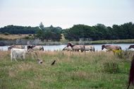 Urlaub Ferienhaus Reetdachkate Wackerballig