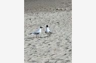 Urlaub Ahlbeck (Seebad) Ferienwohnung 143482 privat