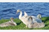 Urlaub Krakow am See Ferienhaus 144770 privat