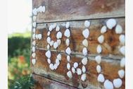 Urlaub Bansin (Seebad) Ferienwohnung 148461 privat