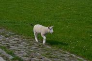 Urlaub Butjadingen-Burhave Ferienhaus 152234 privat