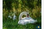 Urlaub Bansin (Seebad) Ferienwohnung 152828 privat