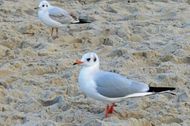 Urlaub Zinnowitz (Seebad) Ferienwohnung 157323 privat