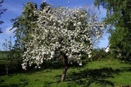 Urlaub Ferienwohnung Rohrdachhus