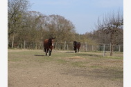 Urlaub Mirow OT Leussow Ferienwohnung 21444 privat