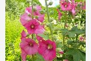 Urlaub Wolgast Ferienwohnung 25134 privat