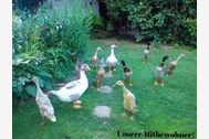 Urlaub Penzlin OT Wustrow Ferienwohnung 33371 privat