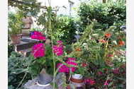Urlaub Insel Poel (Ostseebad) OT Kirchdorf Ferienhaus 34632 privat