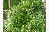 Urlaub Zudar OT Poppelvitz Guts--Herrenhaus 37671 privat