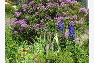 Urlaub Zinnowitz (Seebad) Ferienwohnung 48465 privat