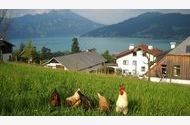Urlaub Steinbach am Attersee Ferienwohnung 48502 privat