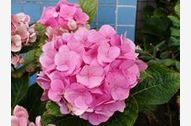 Urlaub Sylt/Westerland Ferienwohnung 54629 privat