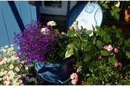 Urlaub Sylt/Wenningstedt-Braderup Ferienwohnung 58659 privat