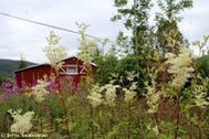 Urlaub Mosvik Ferienhaus 69176 privat