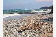 Urlaub Wustrow (Ostseebad) Ferienwohnung 79033 privat