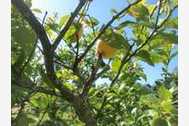 Urlaub Llucmajor Ferienhaus 84781 privat
